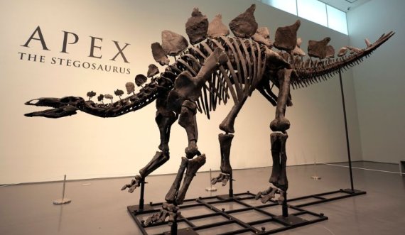 Zbulohet një skelet i një specieje të re dinosauri