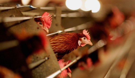 Rreth 64 mijë zogj asgjësohen në Irlandën e Veriut