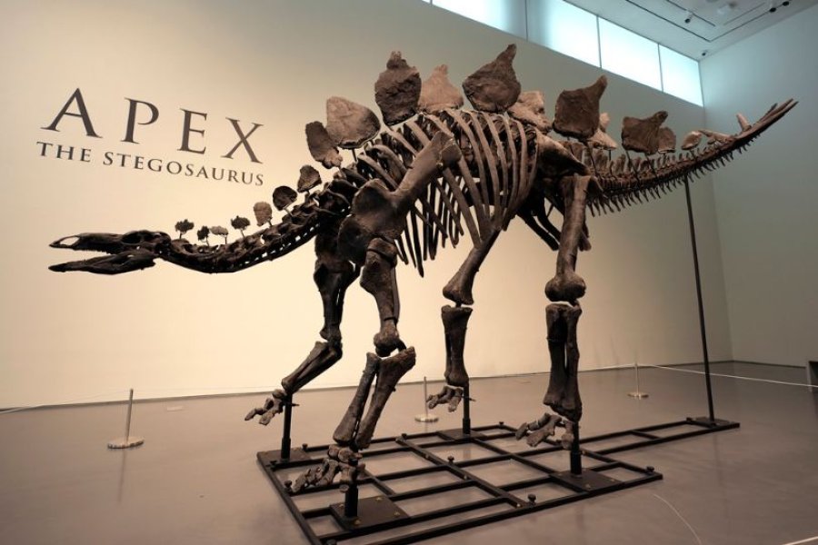 Zbulohet një skelet i një specieje të re dinosauri