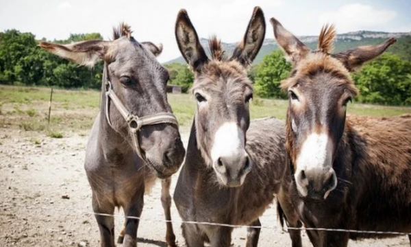 A e dini pse gomarët vizituan Kuvendin e Kosovës?